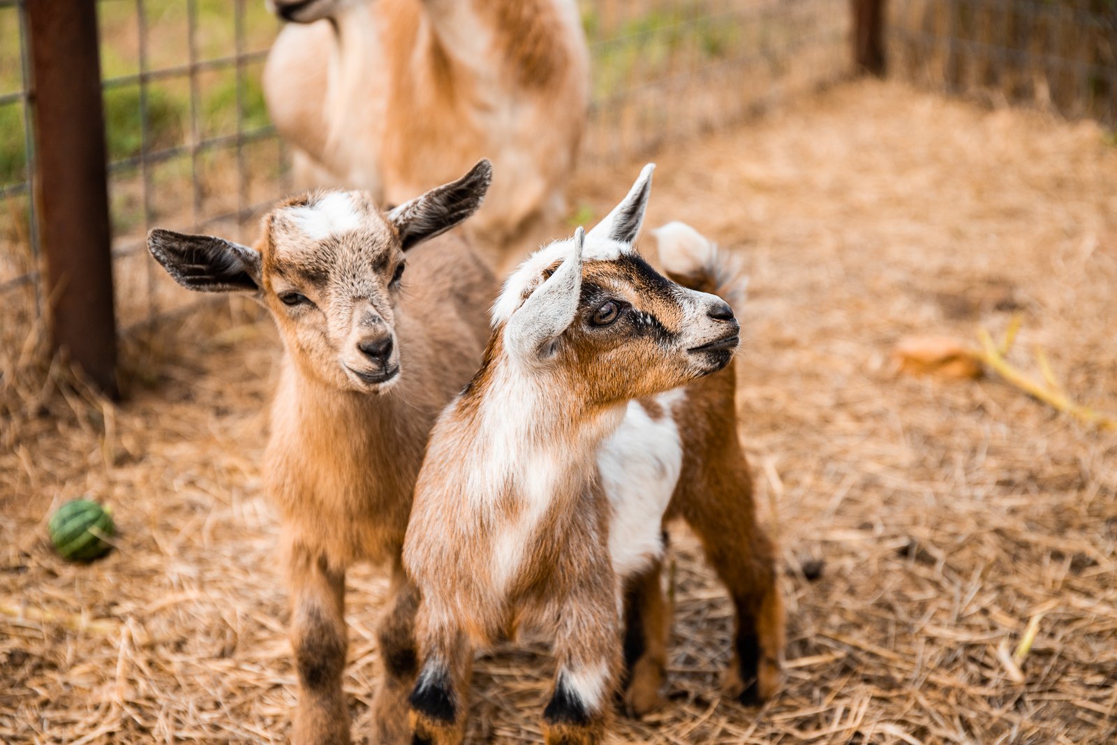 Baby goats pair