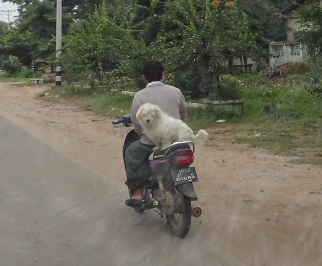 Bike with Dog2.jpg