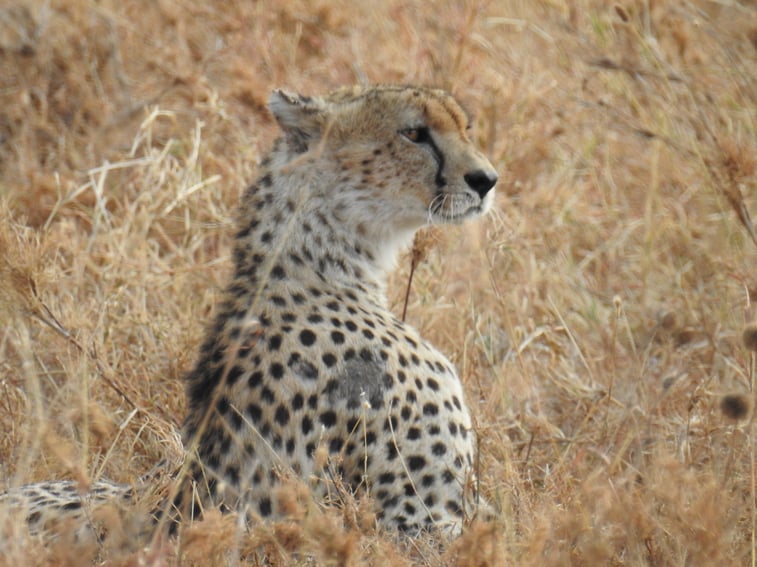 Cheetah_profile1.jpg