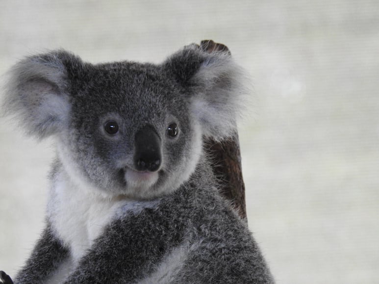 Cute Koala.jpg