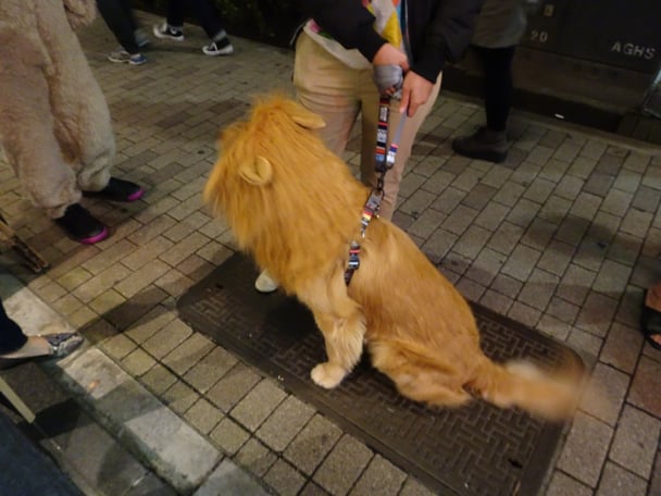 Dog as lion.jpg