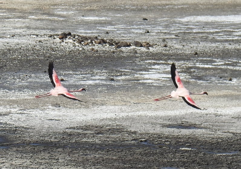 Flamingos_flying.jpg