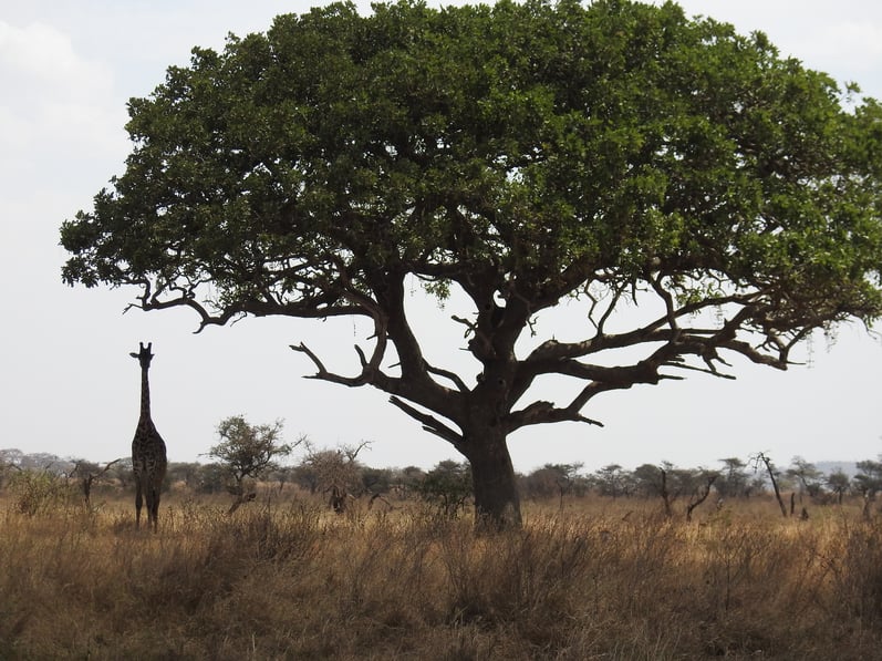 Giraffe_and_Tree.jpg
