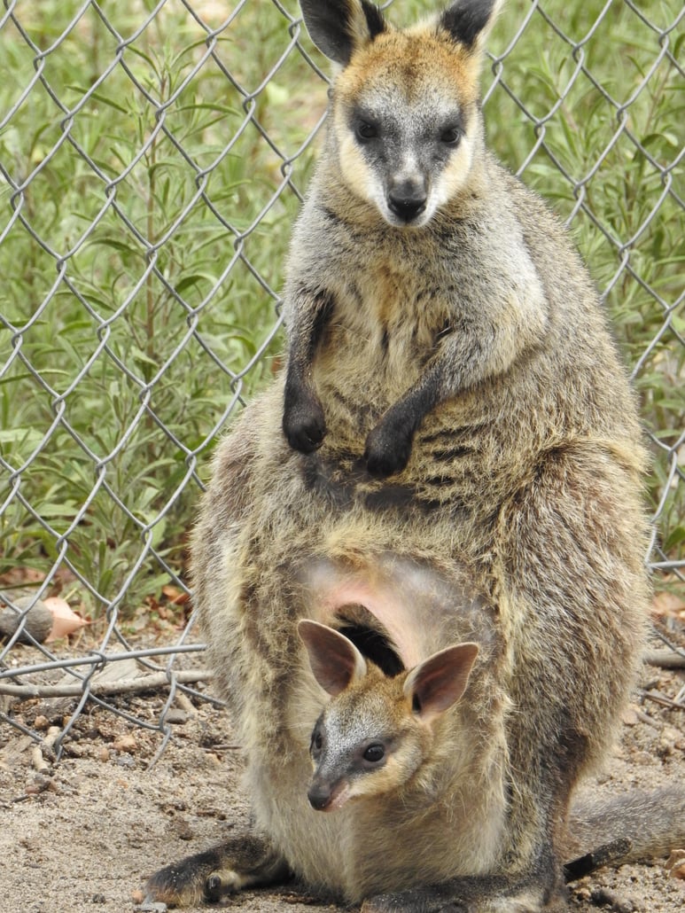 Great mom kangaroo + joey.jpg