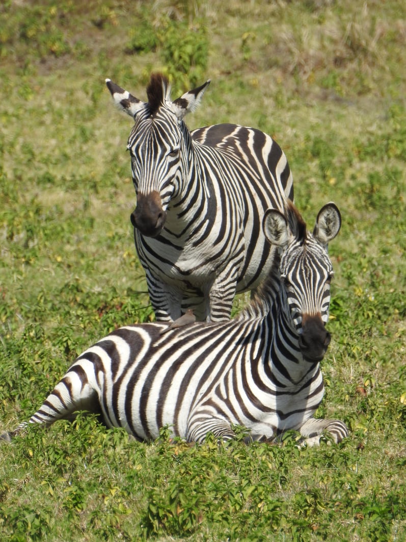 Great_Zebra.jpg