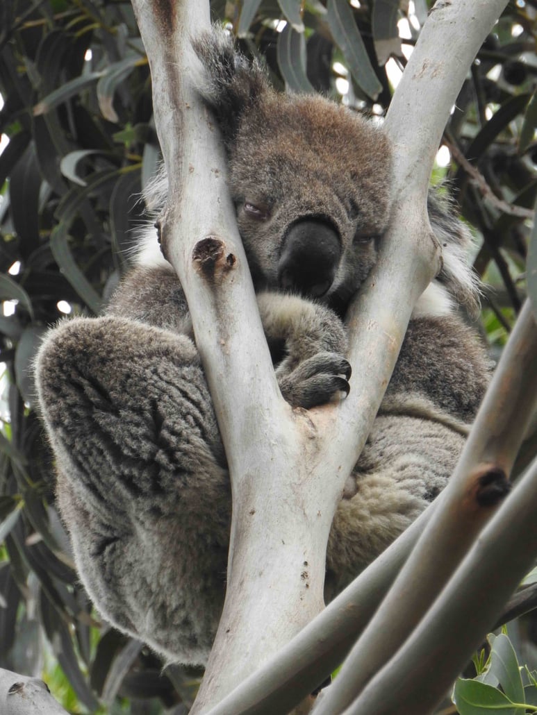 Koala in tree.jpg