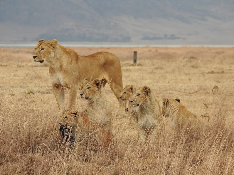 Lion_Family.jpg