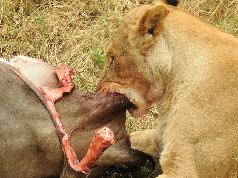 Lioness_feeding_and_tearing.jpg