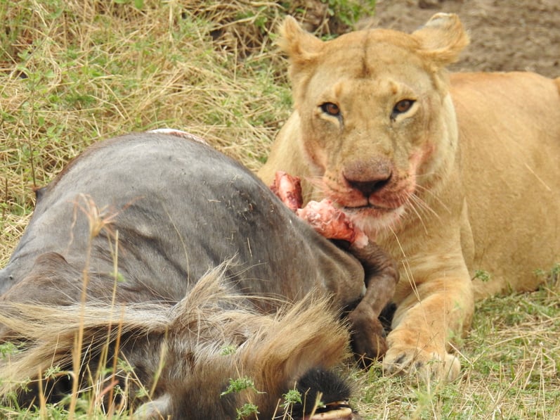 Lioness_feeding_wildebeest.jpg
