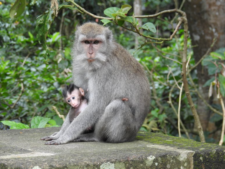 Monkey and baby5JPG.jpg