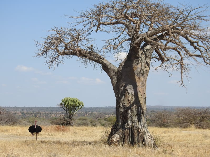 Ostrich_and_upside_down_tree.jpg