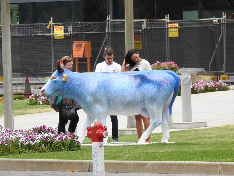 Parade of cows blue.jpg