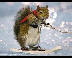 Skiing Squirrel.jpg