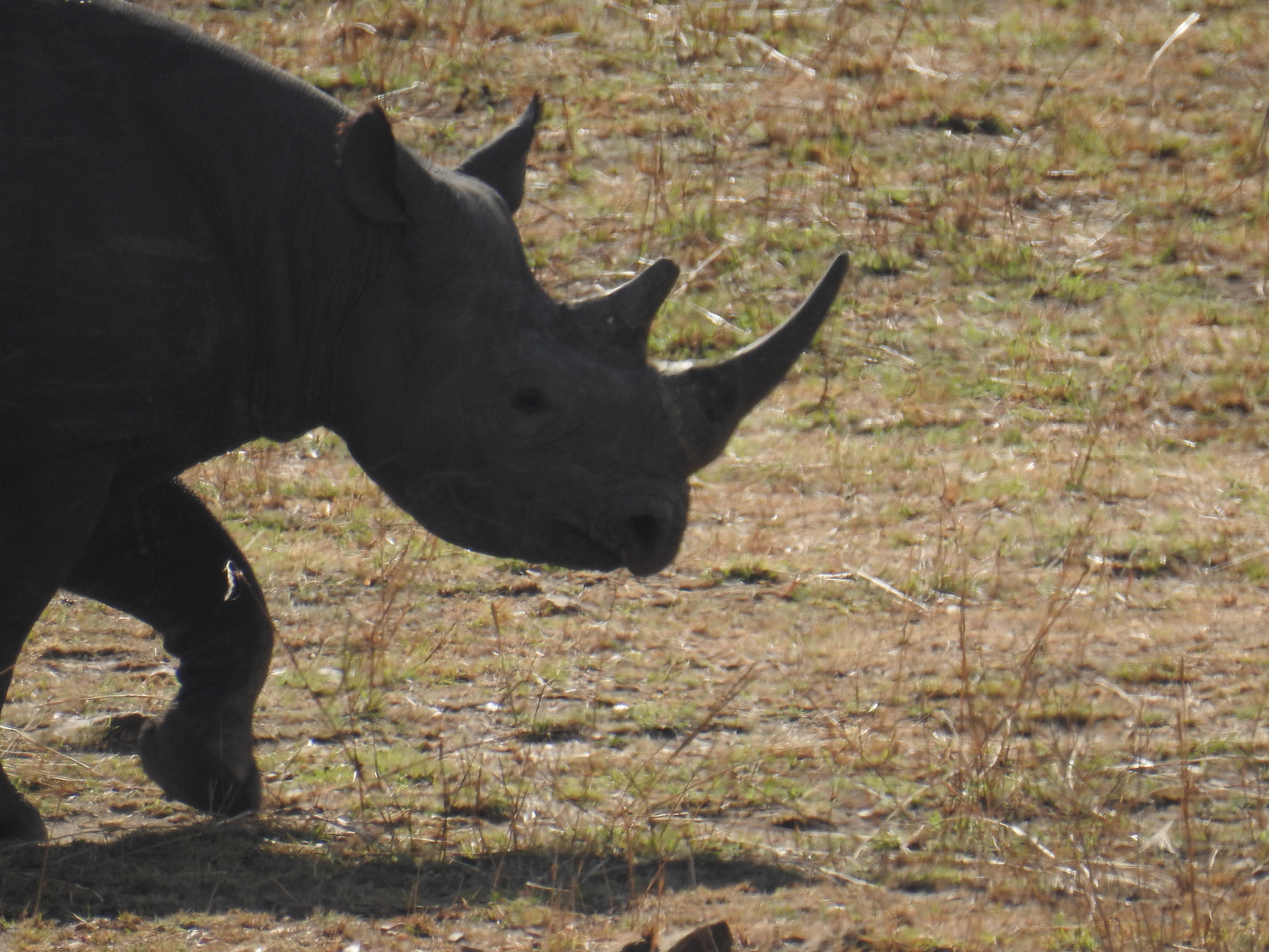 Rhino4.jpg